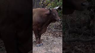Bowhunting Scrub Bulls / Feral Cattle In Australia 🐂