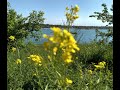 СРЕДЬ БУЙСТВА КРАСОК СОЛНЕЧНЫХ СТЕПЕЙ, ВДЫХАЯ АРОМАТ АВДЕЕВСКИХ ПОЛЕЙ