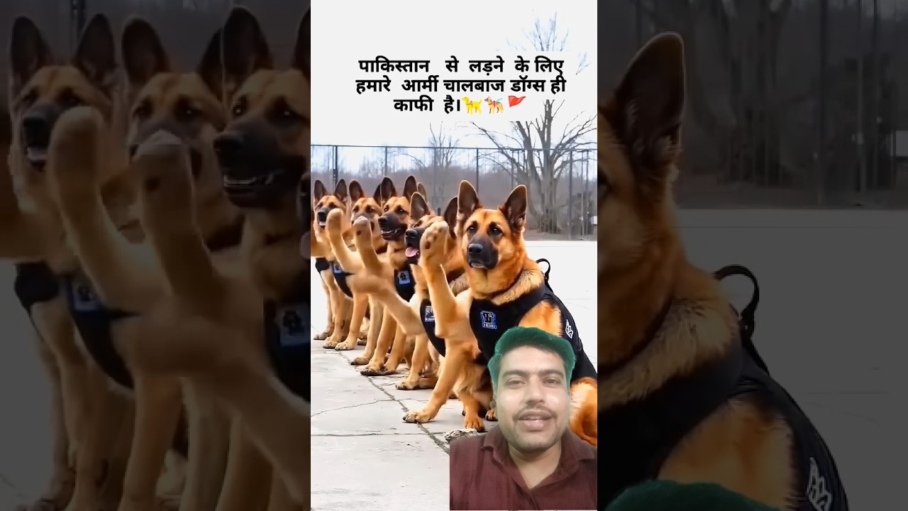 fighter army Dog 🐕🔥🚨