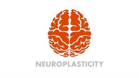 Neuroplasticity