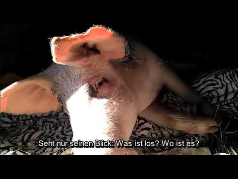River ein schlauer Bub go vegan cheese