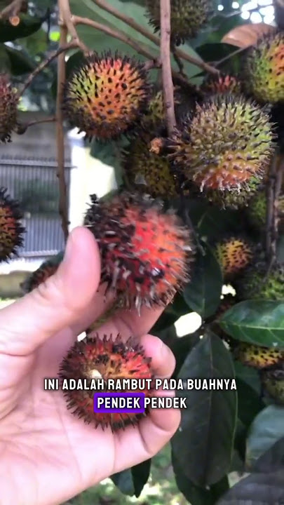 Manisnya Rambutan Rapiah