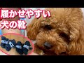 【トイプードルのテト】履かせやすい犬の靴