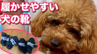 【トイプードルのテト】履かせやすい犬の靴