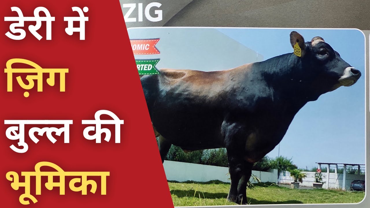 ABS Zig Bull High Conception Rate abs-zig-bull-high-conception-rate