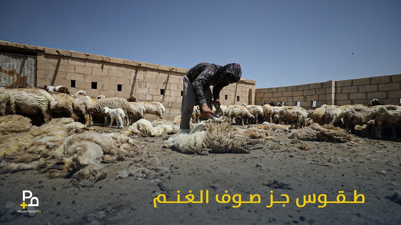 الفزعة والمسابقة والغداء.. طقوس جز صوف الغنم في الجزيرة السورية