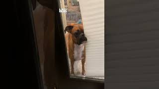 I dont think Dolly was happy that I came home late 🤣 (🎥: ViralHog)