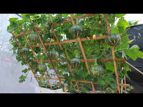 Growing pumpkins on the trellis - in styrofoam containers - for many fruits