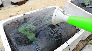 Growing pumpkins on the trellis - in styrofoam containers - for many fruits