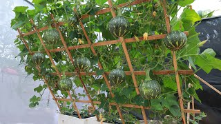 Выращивание тыквы на шпалере - в контейнерах из пенопласта - для многих фруктов