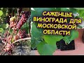 Саженцы винограда для Московской области. Виноград в Подмосковье. Виноградарство в средней полосе.