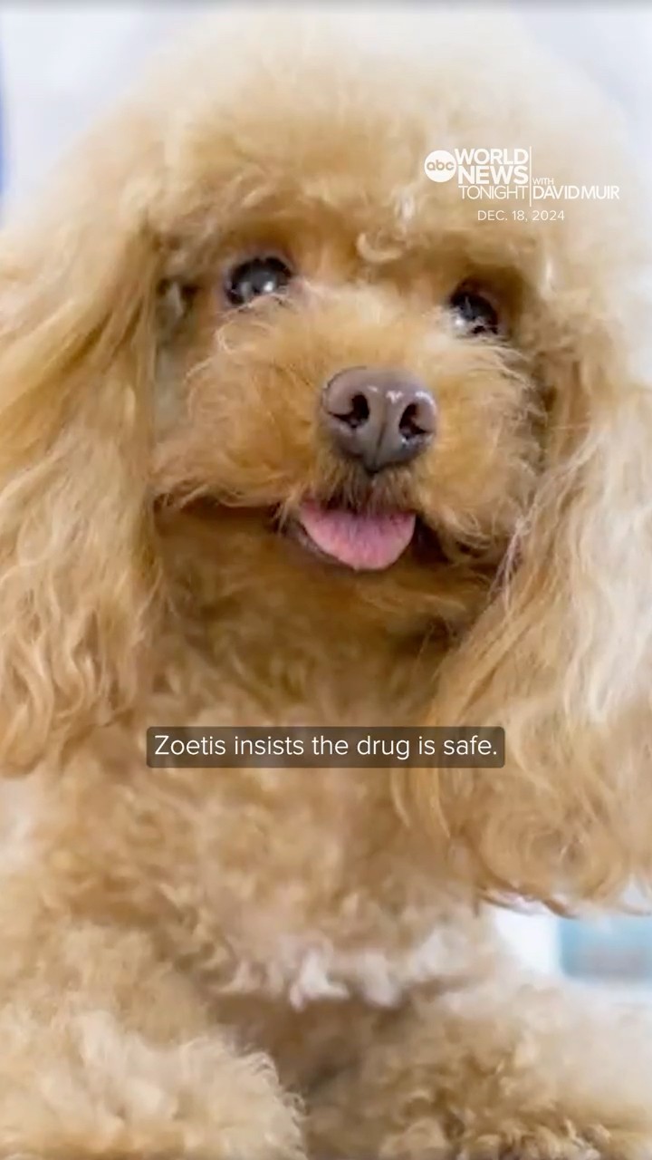 FDA issues warning about arthritis drug for dogs