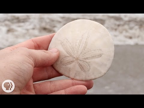 A Sand Dollar&rsquo;s Breakfast is Totally Metal | Deep Look