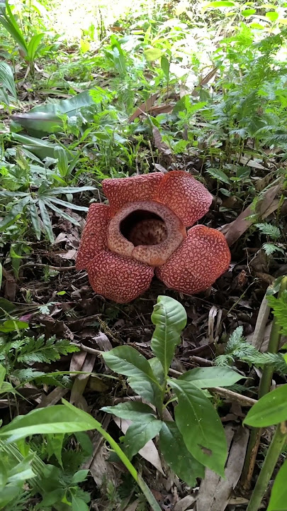 Rafflesia - The World’s largest Flower