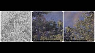 Shadow and Kaydee, the last day of August begins 2026 @FOBBVCAM Big Bear Ca Eagle Cam