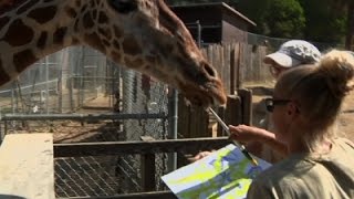Oakland Zoo Animals Create Art For Auction Oakland Zoo Animals Create Art For Auction