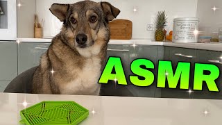 ASMR Dog Eating On Lick Mat