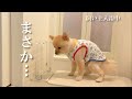 ポメ容疑者の決定的瞬間を捉えました…