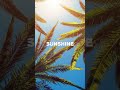 [FREE] Lo fi Type Beat "Sunshine" | Chill Instrumental || Prod. @TundraBeats