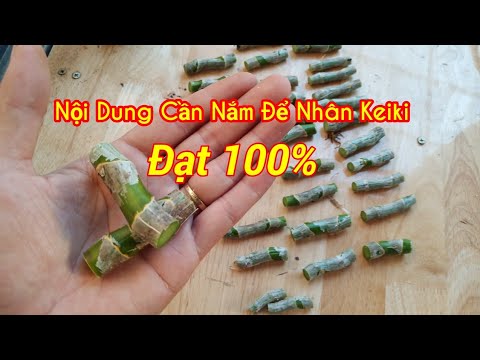 #1 Chia Sẻ Các Nội Dung Về Nhân Keiki Và Trả Lời Câu Hỏi Mới Nhất