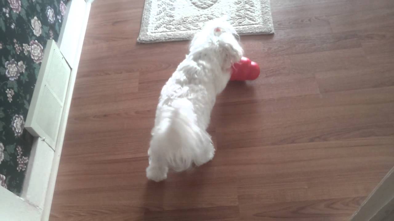 puppy paradise Angel Loves her Kong