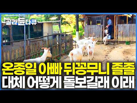 내가 낳은 자식마냥 지극정성으로 돌봤더니 온종일 아빠 뒤만 졸졸졸｜강원도 <strong>산양</strong> 목장｜한국기행｜#골라듄다큐