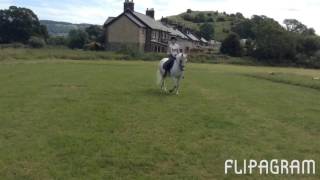 Misty (flatwork July 2017)