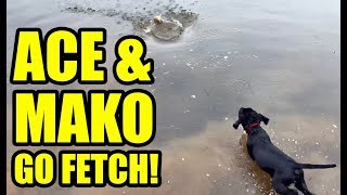 Ace &amp; Mako Go Fetch