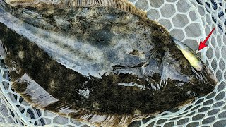 Do Killies Still Work for Fluke? Gulp vs Live Bait - Kayak Flounder Fishing with Mummichogs