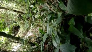 Olha Cobra Grande Amor