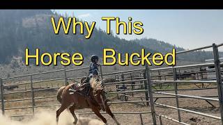 Why This Horse Bucked