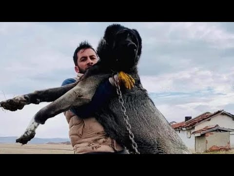 REKOR BÜYÜKLÜKTEKİ ÇOBAN KÖPEĞİ ~ World Biggest Shepherd Dog …