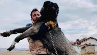 THE WORLD'S BIGGEST DOGS AND WHITE MALAKLI DOGS