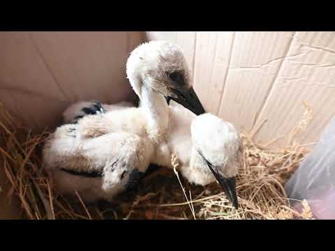 Как прокормить детенышей аистов или голодные птеродактили в коробке