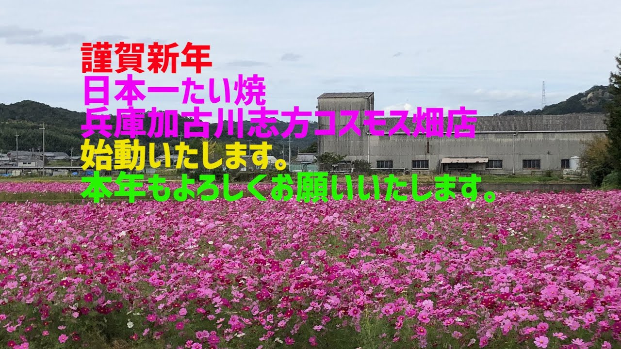2 021年初投稿 日本一たい焼 兵庫加古川志方コスモス畑店始動します Youtube 2 021年初投稿 日本一たい焼 兵庫加古川志方コスモス畑店始動します Youtube