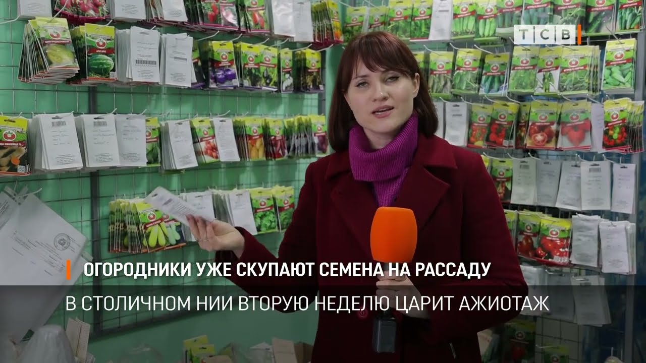 Огородники уже скупают семена на рассаду