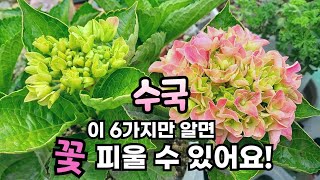 수국 꽃이 피지 않는 6가지 이유 | 꽃색깔 바꾸는 방법 | 삽목