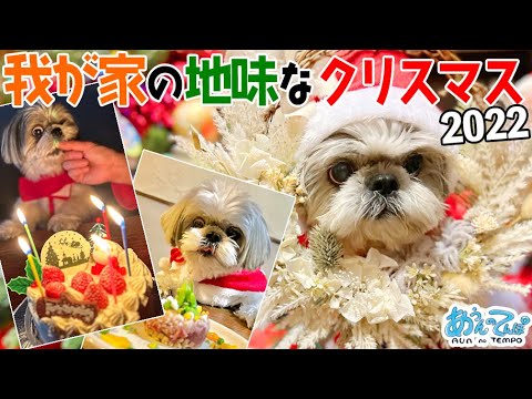 【こびと?スポック?】シーズー犬と我が家の地味なクリスマス2022