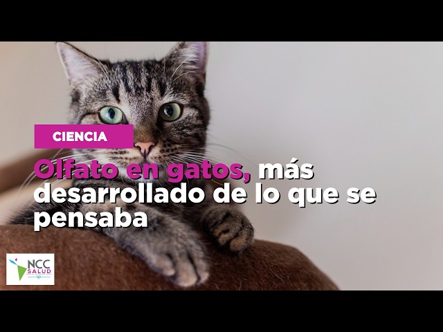 Olfato en gatos, más desarrollado de lo que se pensaba