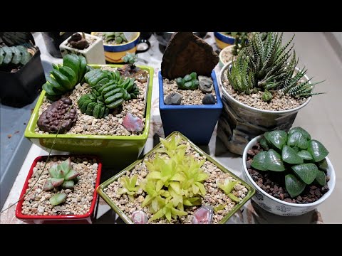 Vídeo: Pots propagar haworthia a partir de les fulles?