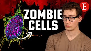 The Anti-Aging Effect of Removing Zombie Cells [7 Studies]