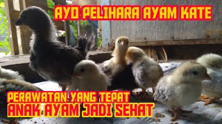 Cara merawat anak ayam kate umur 1 hari sampai 2 bulan