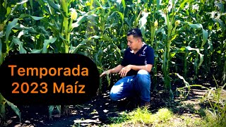 Cultivo de maíz temporada 2023. Todo un reto en la producción de maíz 🌽. Generalidades