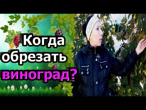 🍇Когда обрезать виноград? #Виноград в октябре. Сроки обрезки винограда.