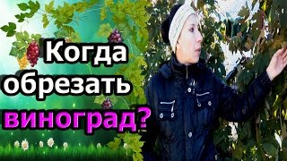 🍇Когда обрезать виноград? #Виноград в октябре. Сроки обрезки винограда.(, 2016-10-18T15:30:00.000Z)