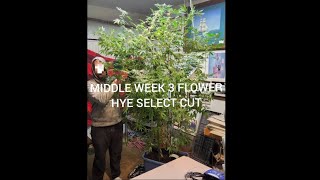 BUD PORN MIDDLE WEEK 3 FLOWER HYE SELECT CUT 8 FOOT CLONE MOTHER 4 MONTH VEG INDOOR 54 WATTS+Window