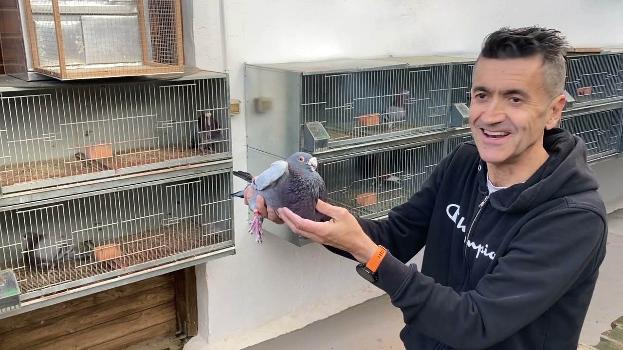 Reproductores 2025 - A.CAPON (Buchon Laudino Sevillano)