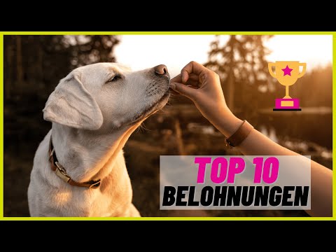Video: 10 einfache Möglichkeiten, Ihren Hund zu verwöhnen