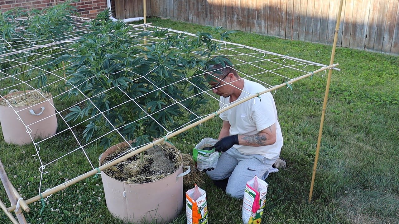 Growing Autoflowers W/Dr. Earth - Day 32 | Outdoor Week 12 