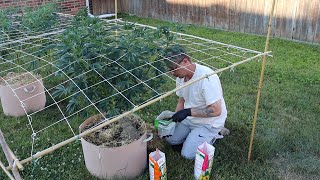 Growing Autoflowers W/Dr. Earth - Day 32 | Outdoor Week 12 